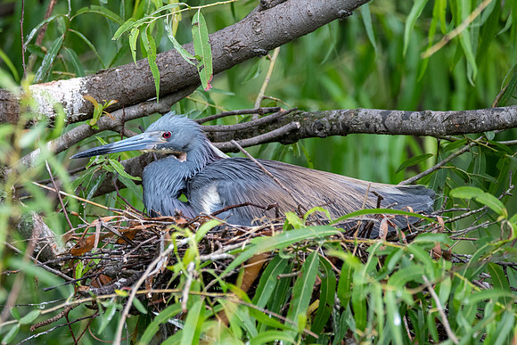 Tricolored Heron