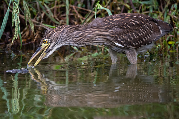 Black-crowned Night Herons Practicing with Leaf