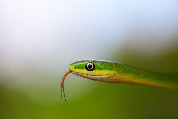 Rough Green Snake