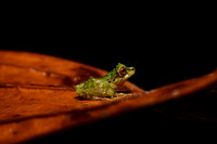 Blue-thighed Rainfrog