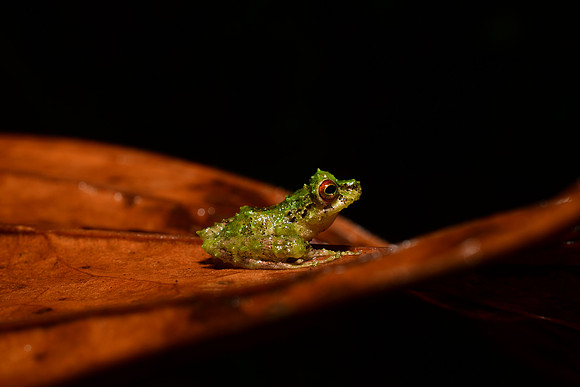 Blue-thighed Rainfrog