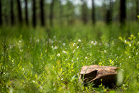 Gopher Tortoise (deceased)