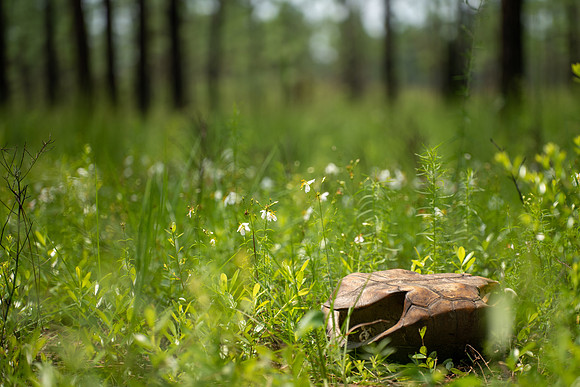 Gopher Tortoise (deceased)
