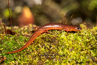 Mud Salamander