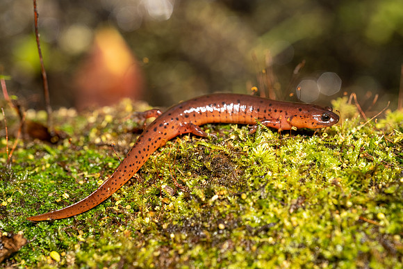 Mud Salamander