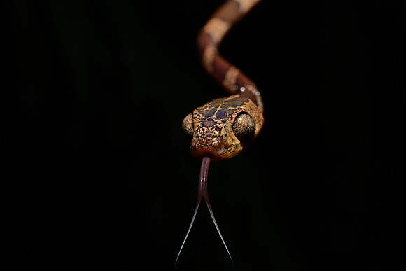 Common Blunthead
