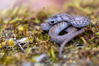 Dekay's Brownsnake