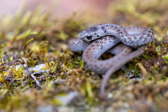 Dekay's Brownsnake