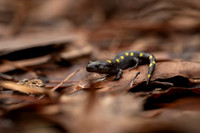 Spotted Salamander