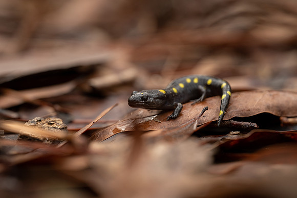 Spotted Salamander