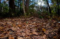 Southern Copperhead