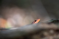 Common Five-lined Skink