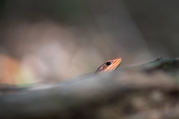 Common Five-lined Skink