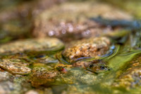 Black-bellied Salamander