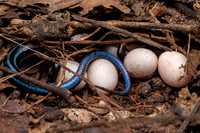 Common Five-lined Skink with Eggs