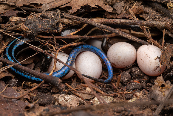Common Five-lined Skink with Eggs