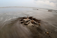 Loggerhead Sea Turtle Afterlife