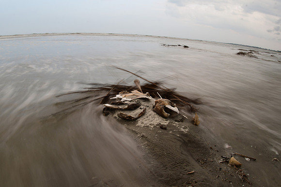 Loggerhead Sea Turtle Afterlife