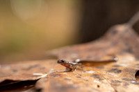 Dwarf Salamander