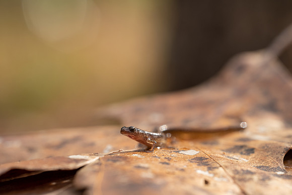 Dwarf Salamander