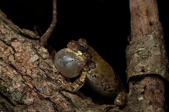 Bird-voiced Treefrog
