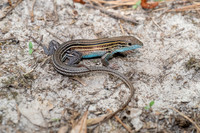 Six-lined Racerunner