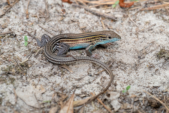 Six-lined Racerunner