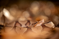 Southern Copperhead