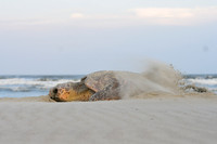 Loggerhead Sea Turtle