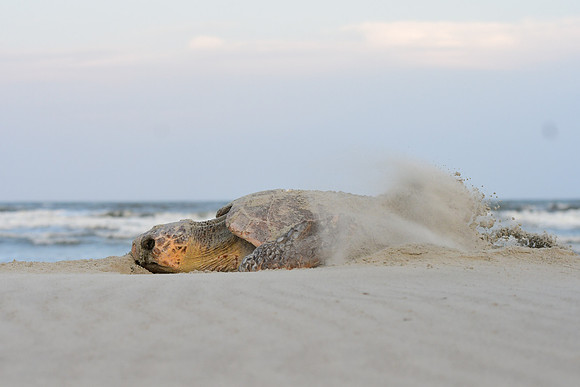 Loggerhead Sea Turtle