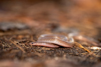 Eastern Worm Snake