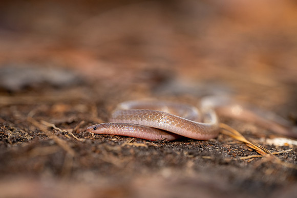 Eastern Worm Snake