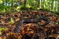 Two-toed Amphiuma