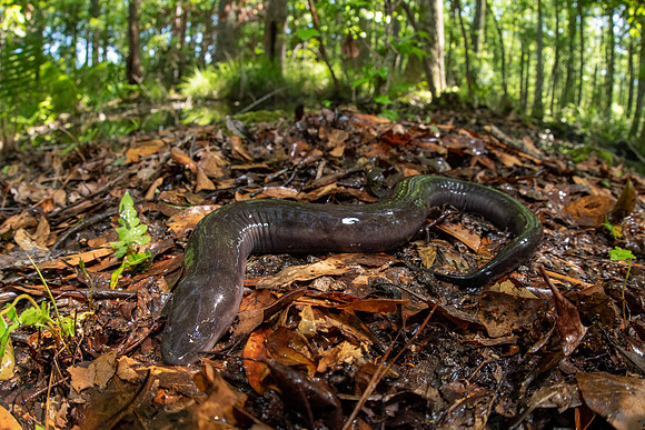 Two-toed Amphiuma