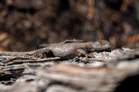 Eastern Fence Lizard