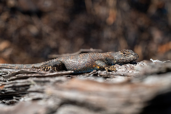 Eastern Fence Lizard