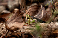 Eastern Ribbon Snake consuming a Green Treefrog