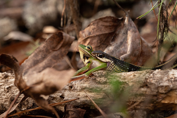 Eastern Ribbon Snake consuming a Green Treefrog