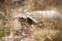 Gopher Tortoise