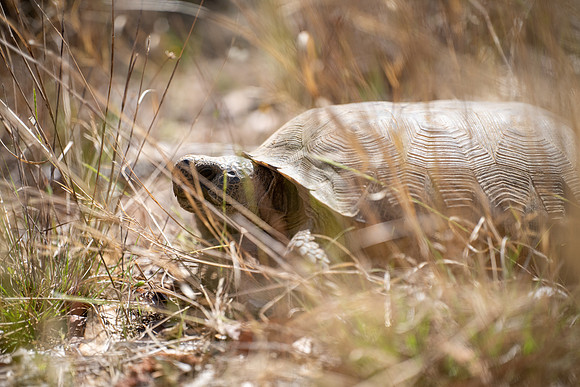 Gopher Tortoise