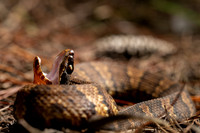 Cottonmouth