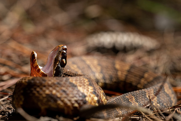 Cottonmouth