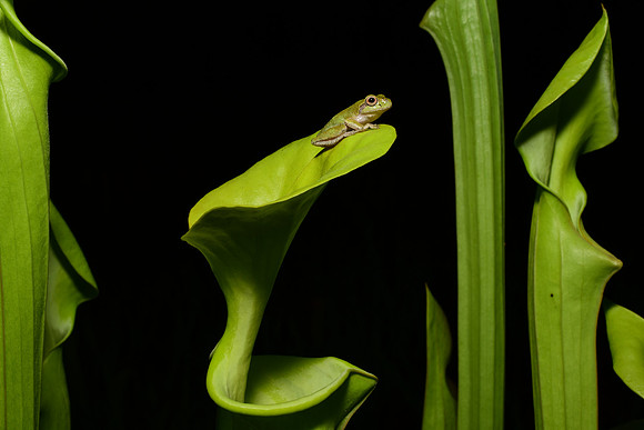 Pine Woods Tree Frog and Yellow Pitcher Plant