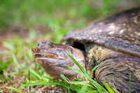 Florida Softshell Turtle