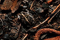 Oak Toad