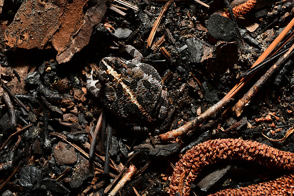Oak Toad