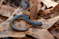 South Carolina Slimy Salamander