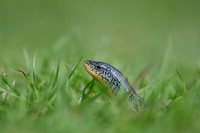 Eastern Glass Lizard
