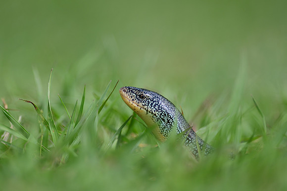 Eastern Glass Lizard