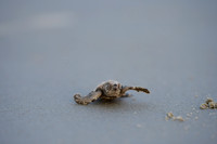 Loggerhead Sea Turtle